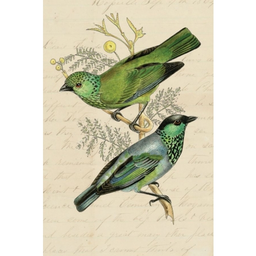 Vintage bird postcard
