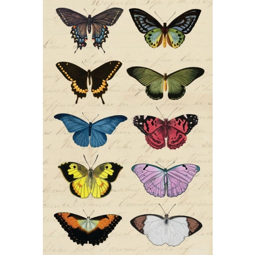 Vintage butterfly postcard