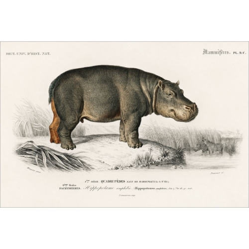 Hippopotamus postcard