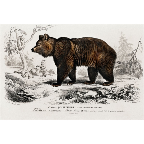 Bear postcard