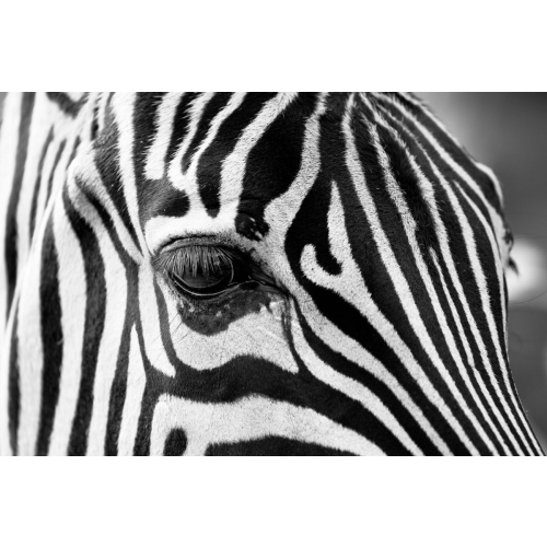 Zebra | Animal postcard