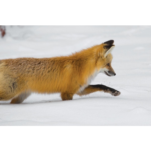 Fox | Animal postcard