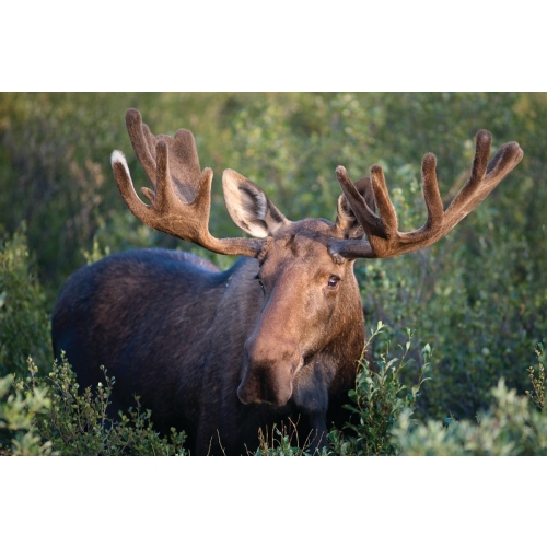 Moose | animal postcard