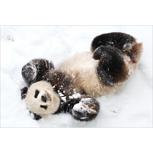 Panda | animals postcards