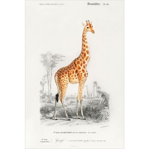 Giraffe postcard