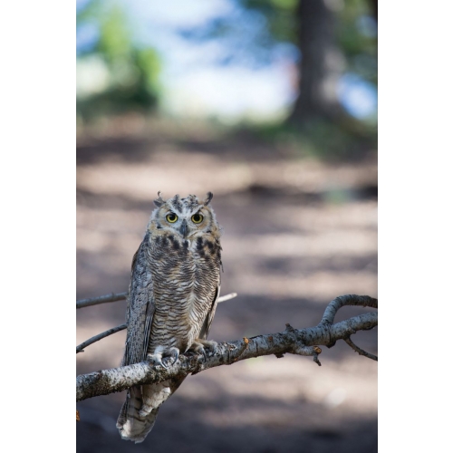 Owl postcard