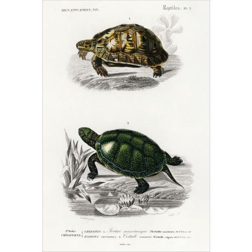 turtle postcard