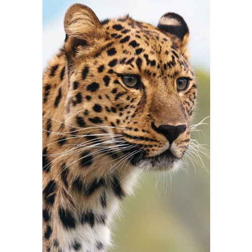 Leopard postcard